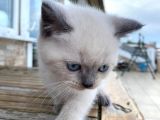 Bri̇ti̇sh Shorthai̇r Blue Poi̇nt Yavrular