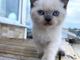 Safkan Bri̇ti̇sh Shorthai̇r Blue Poi̇nt Yavrular