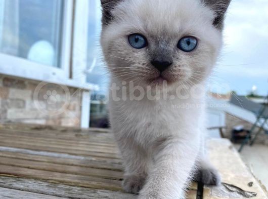 Safkan Bri̇ti̇sh Shorthai̇r Blue Poi̇nt Yavrular görsel