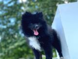 8 Aylık Ful Secereli Erkek Pomeranian 2.5 Kg