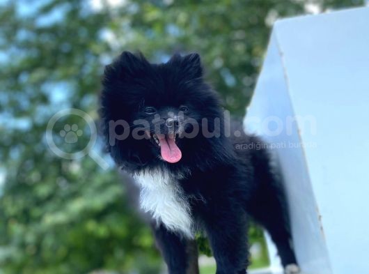 8 Aylık Ful Secereli Erkek Pomeranian 2.5 Kg