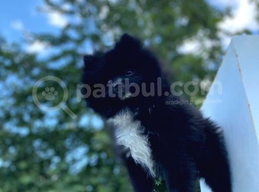 8 Aylık Ful Secereli Erkek Pomeranian 2.5 Kg görsel