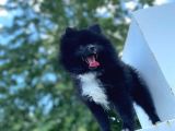 8 Aylık Ful Secereli Erkek Pomeranian 2.5 Kg
