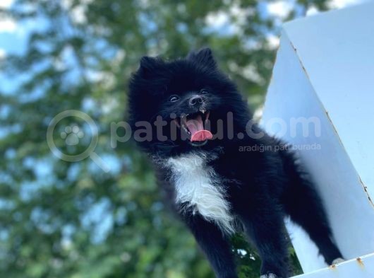 8 Aylık Ful Secereli Erkek Pomeranian 2.5 Kg görsel