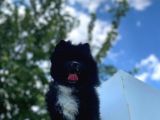 8 Aylık Ful Secereli Erkek Pomeranian 2.5 Kg