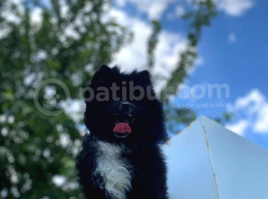 8 Aylık Ful Secereli Erkek Pomeranian 2.5 Kg görsel