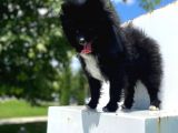 8 Aylık Ful Secereli Erkek Pomeranian 2.5 Kg