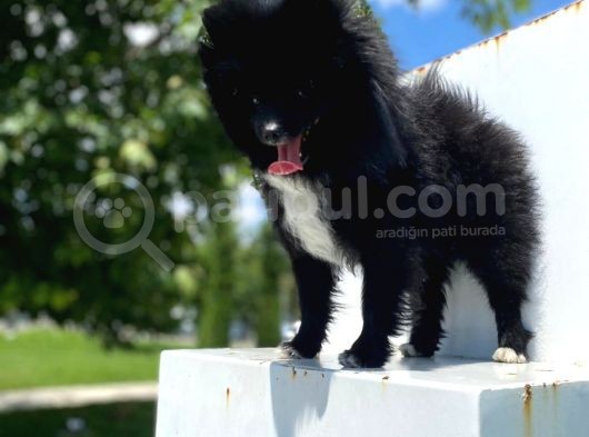 8 Aylık Ful Secereli Erkek Pomeranian 2.5 Kg görsel