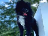 8 Aylık Ful Secereli Erkek Pomeranian 2.5 Kg
