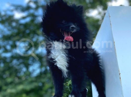 8 Aylık Ful Secereli Erkek Pomeranian 2.5 Kg görsel