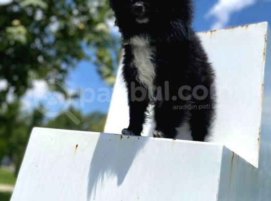 8 Aylık Ful Secereli Erkek Pomeranian 2.5 Kg görsel