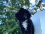 8 Aylık Ful Secereli Erkek Pomeranian 2.5 Kg