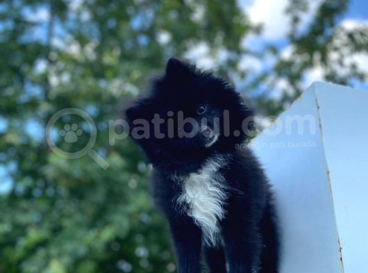8 Aylık Ful Secereli Erkek Pomeranian 2.5 Kg görsel