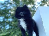 8 Aylık Ful Secereli Erkek Pomeranian 2.5 Kg