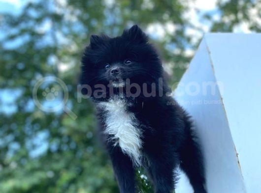 8 Aylık Ful Secereli Erkek Pomeranian 2.5 Kg görsel