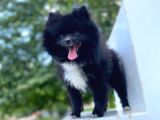 8 Aylık Ful Secereli Erkek Pomeranian 2.5 Kg