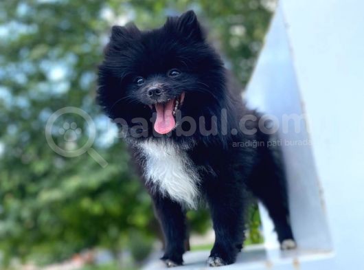 8 Aylık Ful Secereli Erkek Pomeranian 2.5 Kg görsel