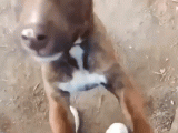 6 Aylık Bebek Köpek