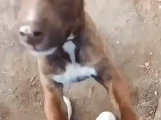 6 Aylık Bebek Köpek görsel