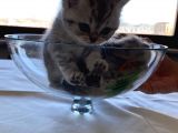 Safkan British Shorthair