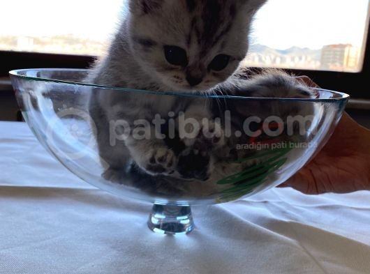 Safkan British Shorthair görsel