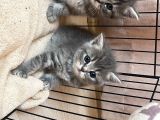 Kahverengi Çoook Oyuncu