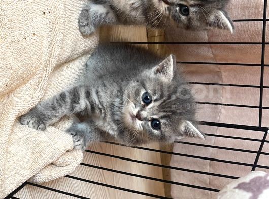 Kahverengi Çoook Oyuncu görsel