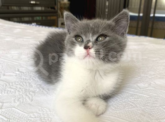 3 Aylık Kum Eğitimli Kuru Mama Yiyorlar 4 Yavru Var görsel