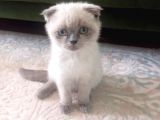 Scoti̇sh Fold Bluepoi̇nt Eği̇ti̇mleri̇ Tam