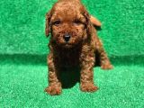 Orjinal Red Brown Toy Poodle