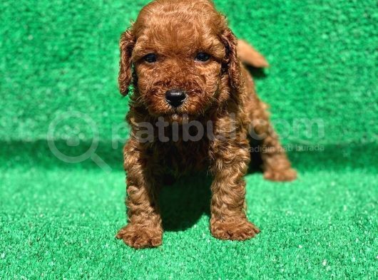 Orjinal Red Brown Toy Poodle görsel