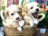 Muazzam Güzelli̇kte  Malti̇poo Yavrularimiz