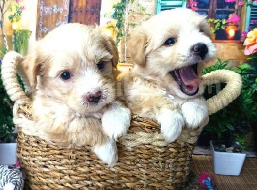 Muazzam Güzelli̇kte  Malti̇poo Yavrularimiz görsel