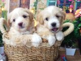 A Kali̇te Malti̇poo Yavrularimiz