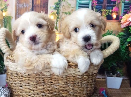 A Kali̇te Malti̇poo Yavrularimiz