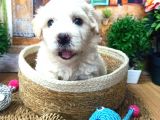 Muhteşem Güzelli̇kte  Beyaz Malti̇poo Yavrumuz