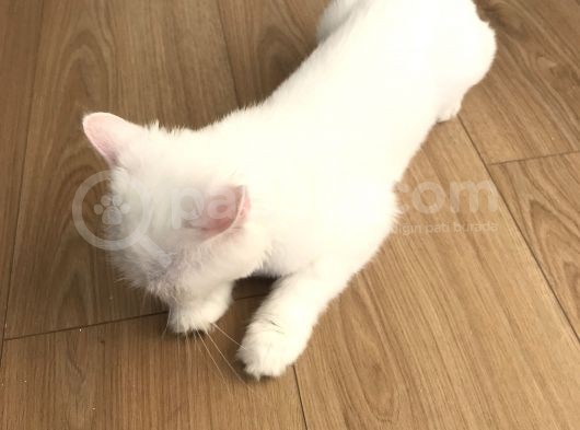 Bembeyaz İran Kedisi görsel