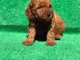 Orjinal Red Brown Toy Poodle
