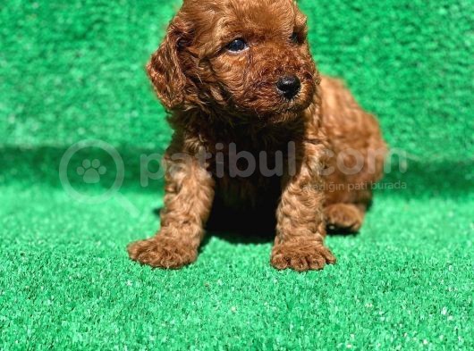 Orjinal Red Brown Toy Poodle görsel