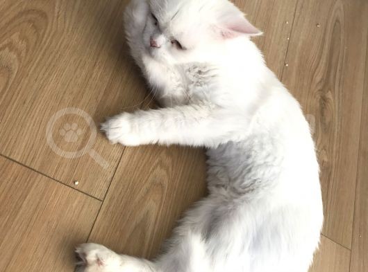 Bembeyaz İran Kedisi görsel