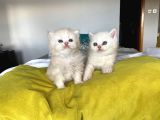 Safkan British Shorthair
