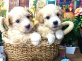 Muazzam Güzelli̇kte  Malti̇poo Yavrularimiz