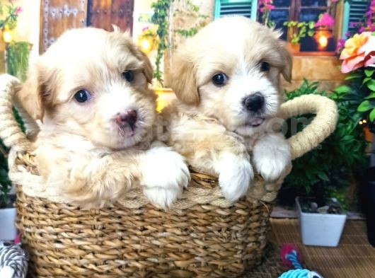 Muazzam Güzelli̇kte  Malti̇poo Yavrularimiz görsel