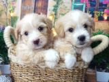 A Kali̇te Malti̇poo Yavrularimiz