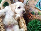 Muhteşem Güzelli̇kte  Beyaz Malti̇poo Yavrumuz