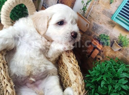 Muhteşem Güzelli̇kte  Beyaz Malti̇poo Yavrumuz görsel