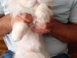 Köpük'E Yuva Arıyoruz