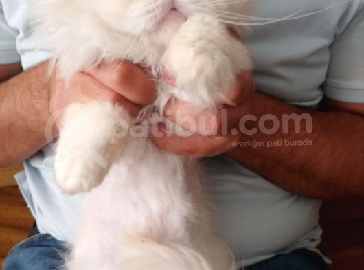 Köpük'E Yuva Arıyoruz görsel
