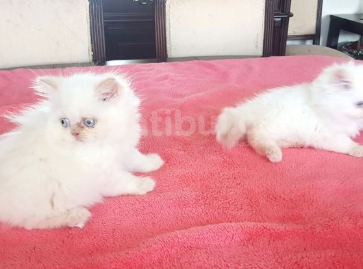 Maviş Gözlü Tombiklerimiz görsel
