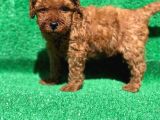 Orjinal Red Brown Toy Poodle